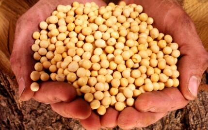　再过十几天，东北大豆主产区将迎来大豆播种的高峰期，受近期中美贸易摩擦的影响，国产大豆迎来了诸多利好