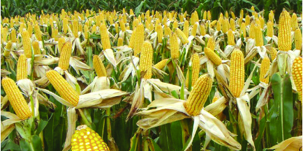 国内玉米市场目前再度陷入了一个“政策市”的状态，国内玉米市场在临储玉米连续两周拍卖，实际成交超过1100万吨的大背景下，