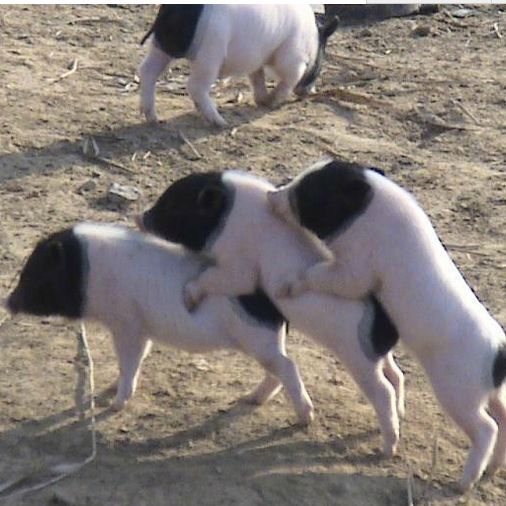 　　目前市场上大肥猪供应充足，猪价收到压制而，市场标猪流通偏紧，猪价得到支撑，猪价上下两难。