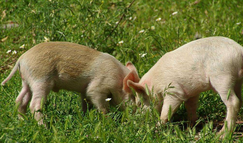 标猪供应紧缺，节日效应+新政策能否促使猪价转暖？
