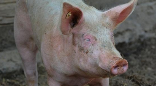 总结并分析产生这种情况的原因，对指导养殖户加强母猪的饲养管理，培养种用价值高的母猪有重大意义。