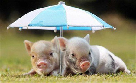 从春节始，直到现在的2个多月的时间里，我国的养猪户们的日子实在是太难过了。一边是生猪价格跌破成本线之下，并维持是猪价低位运行。