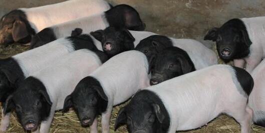 猪场从400头母猪计划缩减到200头，他们准备干什么？