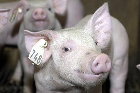 全国猪价“一路向北”，逼近政府调控猪价的黄色预警警戒线
