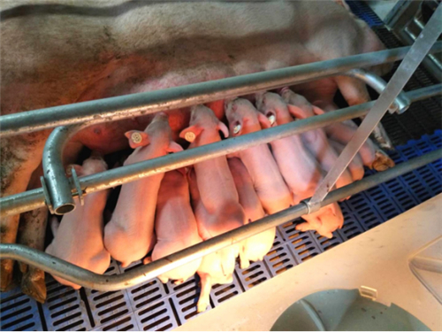 2018年5月7日，泰来天兆迎来了一个激动人心的时刻，经过全体员工的精心培育，第一窝仔猪顺利降生。活产仔16头，健仔数14头，平均出生重1.2kg/头，出生小猪健康活泼、个体均匀。