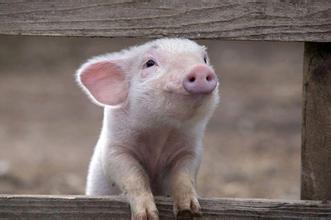 2017年全国最好的猪场生产成绩是多少？