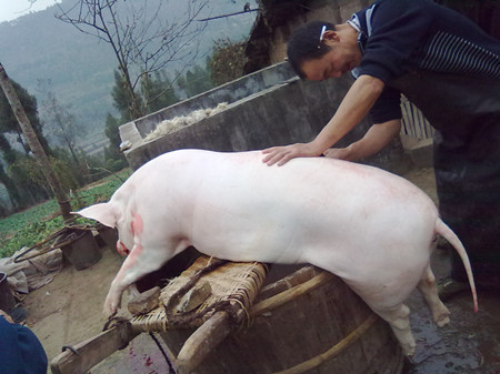 近期的猪价一直在下滑，让很多养殖户的心都凉了半截。从现在的价格来看，生猪是在每斤5元左右，养殖户如果按照这个价格出售那么一头猪会亏损200—300元左右。