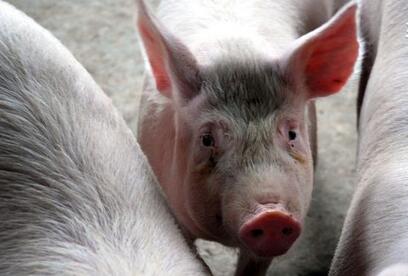 　今日，在杭州西溪园区举行的第14个“阿里日”上，阿里巴巴宣布推出由阿里云养殖的人工智能猪肉。