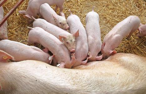 　　仔猪出生后常出现产仔数多于乳头数，或母猪缺乳、少乳的现象，如果仔猪吃不到充足的乳汁会形成病猪、僵猪，因此需要及时做好仔猪的寄养工作。