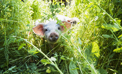 　现在的养猪业，已经不再是以前的单纯的养猪业了。受环保，资金，大环境的影响，养猪业正在慢慢的整合。
