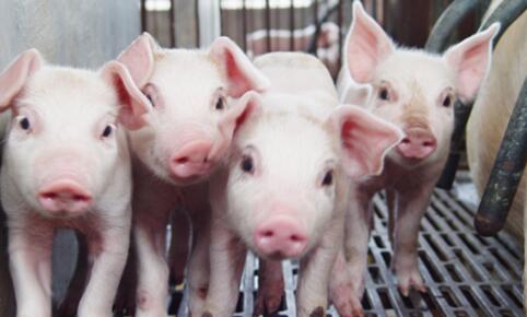 仔猪价格持续走低，淘汰母猪数量或增加？