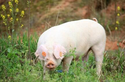 猪发烧的原因有多种，可能是毒素积累；可能是夏天天气太热，猪体内的热量散发不出去；亦可能是猪真的病了，被病毒细菌等感染而引起的发烧。