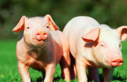 一般后备母猪达到7~8月龄，体重达到110kg时，则可以进行配种，生产上一般避开后备母猪的第一次发情期，而选择在第二个发情期进行初配可以预防后备母猪在断奶后不发情的现象发生。