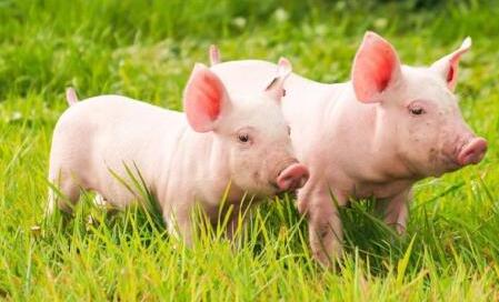 　相关分析认为，在猪肉价格下行期间，当下跌价格突破行业平均的成本线时，大部分养殖户或企业已经开始亏损并退出，生猪产能减少，猪价周期会因供给的缩减而扭转。