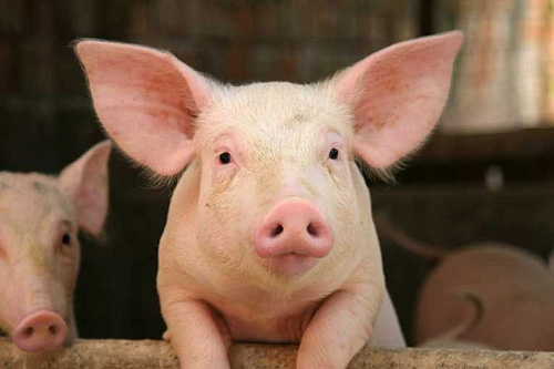 　与此同时，农业农村部在月度经济报告中称，目前生猪价格低位运行，随着温度升高、猪肉需求放缓，建议养殖户通过调减低产母猪、调整配料比等途径降低成本。