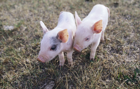 今日全国27省、直辖市范围内，共计19省份猪价上涨，3省份猪价下跌。全国最高价为浙江，较昨日下跌0.01元/公斤于10.51元/公斤;
