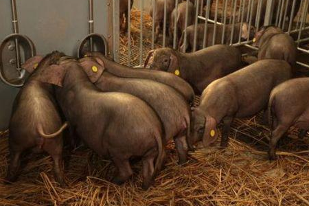 养猪生产是一种追求效益的实践科学，为了追求高效养猪，从国外引进了很多很多新品种，在引进良种的过程中，同时带来了很多以前农村养猪过程中没发生过的猪病，导致现在猪病很多很复杂，。