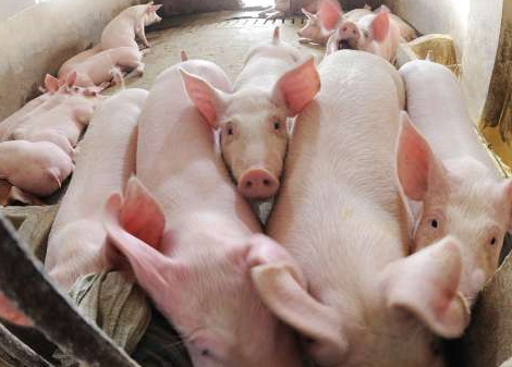 猪市洞察：反转快，市场猪源出栏量增加，猪价上涨“遇冷”