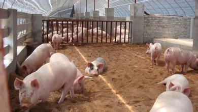 今年节前挤压大猪较多，供给过剩令全行业普遍亏损。中国农业农村部监测的数据显示，1月中下旬以来，中国活猪价格持续下跌，截至目前已跌32%。