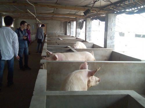 中国养猪网
