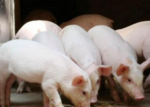 今日全国猪价全线暴涨，北方猪价上涨尤为突出，其中吉林省单天涨幅最高达到了0.5元/斤，为近期猪价涨幅之最，已有多个省市的最高生猪收购价突破6元/斤，