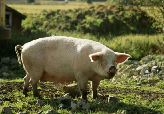 　据养殖场反映初母猪经常发生乏情及屡配不孕现象特别多.尤其是养殖规模大的养殖场，该问题越显突出。