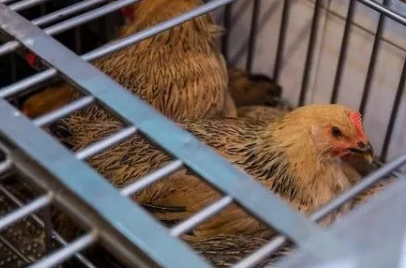 泰国畜牧厅近日发布公告称，受中国发生禽流感疫情并担心对泰国构成影响，决定暂时停止一切有关中国家禽进口或过境的所有事宜。