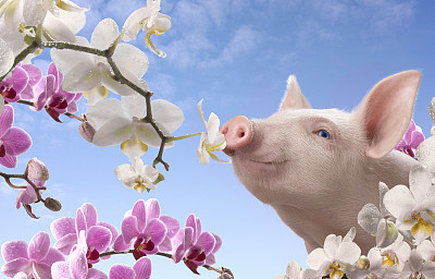 全国生猪价格全面上涨，但涨幅不大，目前生猪价格已经连续1周以上，基本每天上涨0.1元/公斤。截止5月29日，国内生猪据行情宝数据显示，国内生猪均价维持在11.27元/kg。