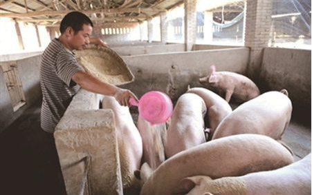 母猪不超过350头，试试三周批次生产饲养管理