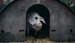 几百个集约化猪场经验汇集：养猪“百字诀”