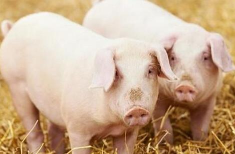 中国养猪网猪价系统：