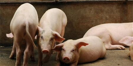 　春节过后，猪肉的价格连连下跌，特别到了4月份，每斤猪肉零售价跌破了7元。来自农业农村部的消息，到今年4月，猪肉价格已经连续3个月下降，累计跌幅达18.4%。