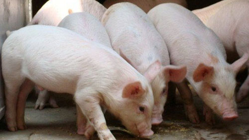 　猪价低迷，环保压力大，中小养户持续减少养殖规模或直接退出弃养。而以上市公司为代表的规模养殖企业产能持续扩张。