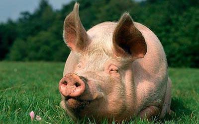 有研究表明，不管是针对保育猪，还是育肥猪，当其他饲喂条件一致，只改变饲养方式（干料、湿料）的情况下，饲喂湿料在猪只采食量、日增重、饲料利用率、腹泻率、健康状况等方面都优于饲喂干料。