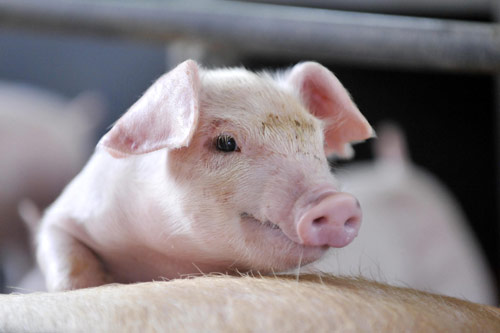 在我国，养猪业是一个充分自由竞争的行业，不是一个暴利、垄断的行业，即使这个行业的龙头老大在市场战面前也没有垄断的话语权。
