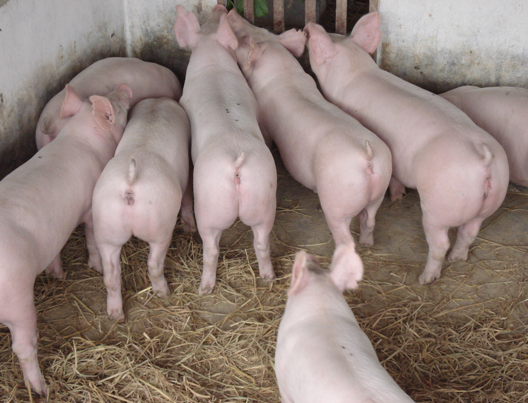 随着夏季的到来，气温升高，湿度变大，猪只很容易发病，因此必须对猪舍内环境温度进行控制，确保猪只安全越夏。今天天成小编跟大家分享一下夏季养猪要注意的几点