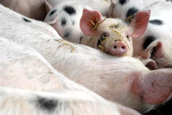 保育猪也就是断奶仔猪，是指断奶后至70日龄左右，一般保育期40天左右。保育阶段仔猪的好坏是规模化养猪场能否获得经济效益的重要因素之一，因此不可忽视。