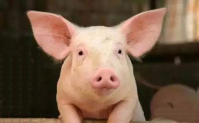 在养猪生产中猪病对利润的影响是巨大的，并且通常在临床疾病爆发的时候影响更大。早期感染会对猪的断奶体重和保育结束时的体重产生负面影响。