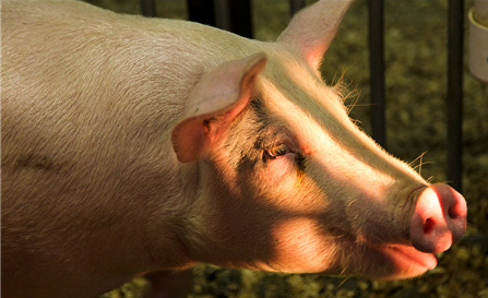 老生常谈的话题，猪价目前还是处于下降通道，五月中下旬的一小波反弹被业内称之猪价连续3个月低迷、养殖户中度亏损下的报复性反弹。
