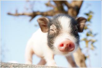 下半年生猪产能释放激增！猪价将何去何从？