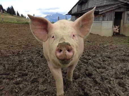 养猪场猪粪有机肥设备