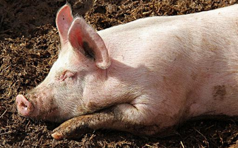 5月底，在规模养殖场的联合抬价、屠宰企业为卖肉提高生猪价格欲带动肉价的上涨，加上中小养殖户在亏损近三个多月以来的盼涨心切，诸多因素促成了猪价的上涨 ，