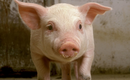 “周期变长，一大原因是养猪业正在逐渐规模化。”省畜牧局相关负责人指出，原来浙江养猪业有很多中小散户，由于体量小，对于价格涨跌的反应更加灵活，生猪价格变化的时间也就更短。