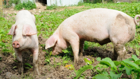 5月18日在猪易举办的“2018下半年及2019上半年生猪市场高层研讨会”上，一方面对当下生猪市场的母猪、生猪存栏做了探讨分析