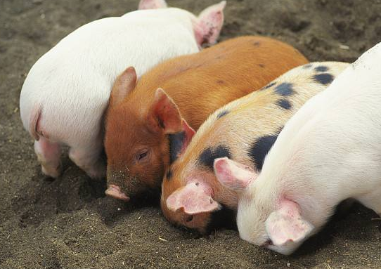 母猪是猪场的生产“机器”，母猪的繁殖率是保持猪场生产水平稳定的关键，而提高母猪繁殖率的重要环节就是配种。今天和大家探讨下母猪配种的黄金时间。