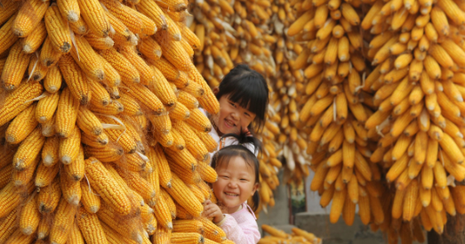 近期玉米市场整体平稳，仅华北部分地区受到货量缩减、东北陈粮发运利润微薄的影响，企业试探性提价收购刺激上量，贸易商走货积极性回暖