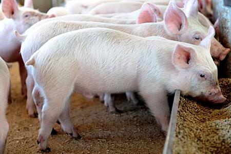 今年以来，山东省滕州市生猪价格呈一路持续下跌之势，2月26日开始生猪价格从7.10元/500克持续下跌到5月上旬上半年最低点4.70元/500克，同期饲料价格和人工价格在不断上涨，导致养殖户出现大面积亏损。