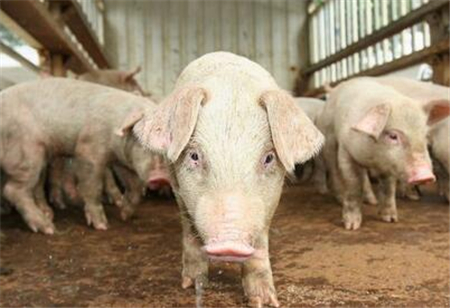 对养猪人来说，什么最重要？不用多说，当然是猪价了！生猪的市场价格及行情对养殖户的出栏、存栏等生产计划具有十分重要的指导作用。