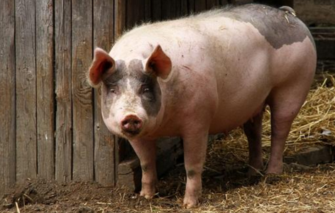 多地屠企继续压低收购价，值得一提的是，少部分规模猪场在各省份统一提升出栏价相抗衡，全国生猪平均价格弱势持稳。
