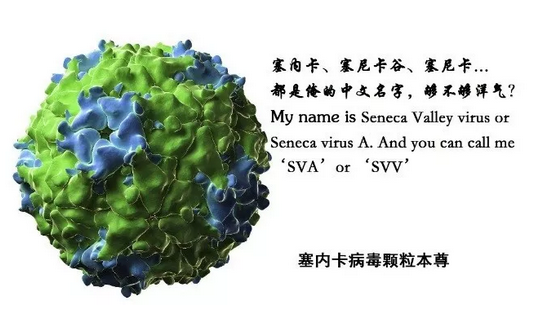 塞内卡病毒图片